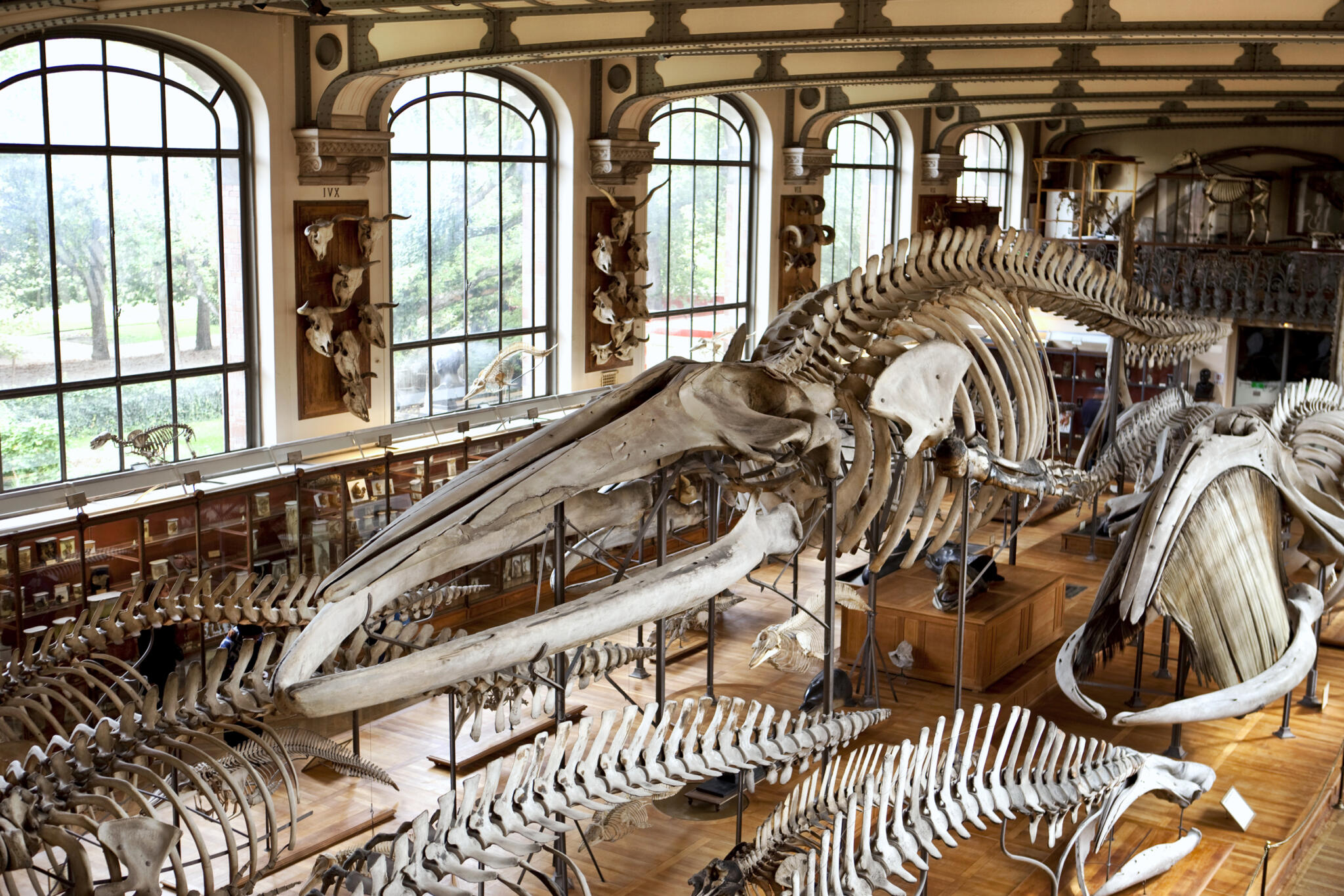 Squelette géant exposé au musée d'ethnologie à Paris.